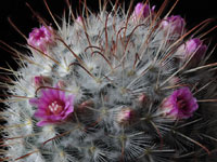 Mammillaria bombycina